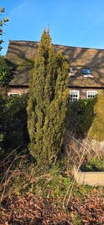 Gratis Taxus, Tuin en Terras, Ophalen, Taxus, Struik, 100 tot 250 cm