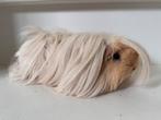Peruvian zeugje, Dieren en Toebehoren, April, Vrouwelijk, Cavia