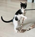 Lief vrolijk knuffelig kitten(v/4,5), ingeent/ontworm/chip, Dieren en Toebehoren, Katten en Kittens | Overige Katten, Poes, Kortharig
