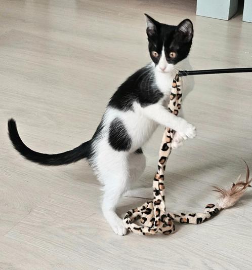 Lief vrolijk knuffelig kitten(v/4,5), ingeent/ontworm/chip, Dieren en Toebehoren, Katten en Kittens | Overige Katten, Kortharig