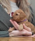 Mini Doodle pup (reu), 8 tot 15 weken, Eén hond, Nederland, Fokker | Hobbymatig