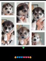 F3 multigen Doodle labradoodle husky oudere pup / jonge pups, Dieren en Toebehoren, Rabiës (hondsdolheid), 15 weken tot 1 jaar