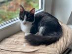Sara 5 mnd oud bij gastgezin in Adam, Dieren en Toebehoren, Katten en Kittens | Overige Katten, Poes