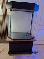 Paludarium / terrarium panorama, Dieren en Toebehoren, Ophalen, Gebruikt