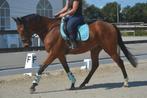 Leuke brave allround ruin, B, Ruin, 7 tot 10 jaar, Recreatiepaard