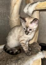 Snow bengaal kitten 4 maanden (poes), Dieren en Toebehoren, Katten en Kittens | Raskatten | Korthaar, Poes, 0 tot 2 jaar