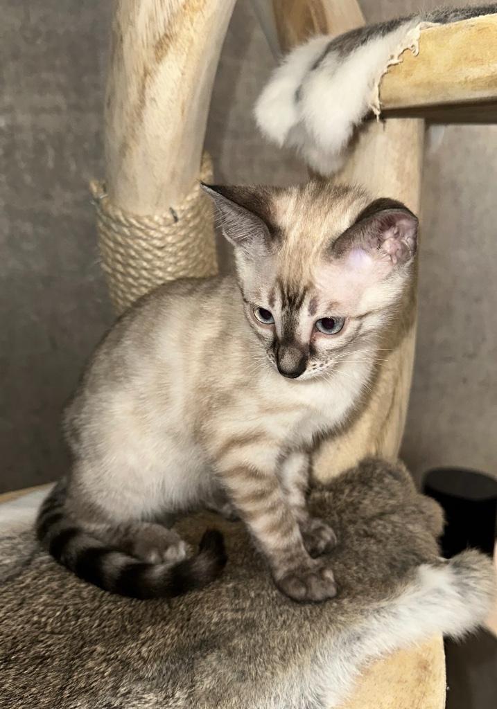 Snow bengaal kitten 4 maanden (poes), Dieren en Toebehoren, Katten en Kittens | Raskatten | Korthaar, Poes, 0 tot 2 jaar