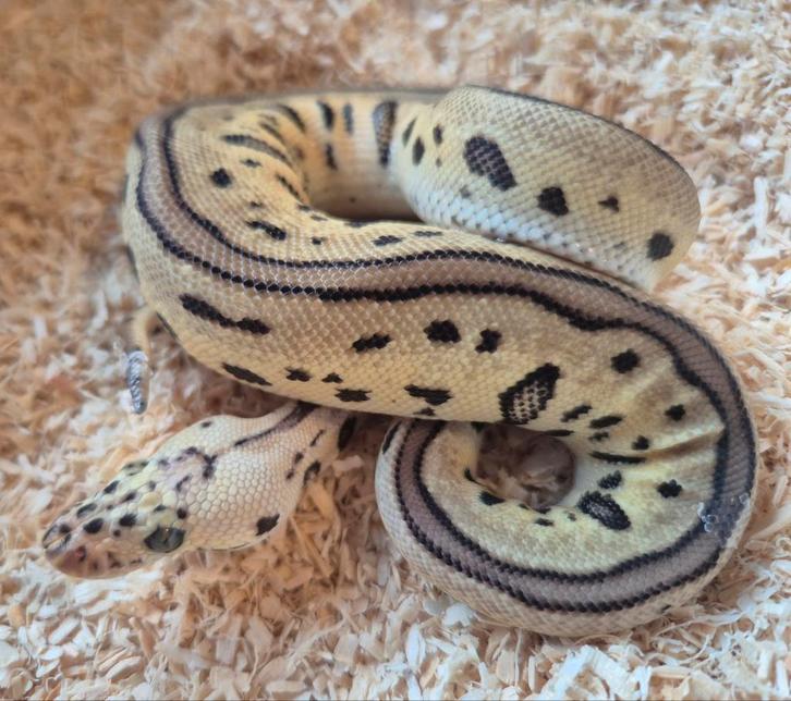 Python regius 0.1 batman / leopard spotnose clown