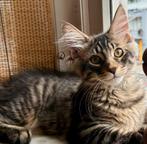 Maine Coon kitten 14 weken, Dieren en Toebehoren, Katten en Kittens | Raskatten | Langhaar, Kater, Gechipt