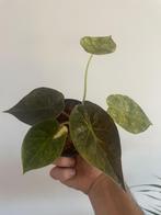 Alocasia Wentii Variegata Aurea, Huis en Inrichting, Kamerplanten, Overige soorten, In pot, Minder dan 100 cm, Groene kamerplant