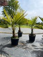 Palmboom Trachycarpus Fortunei, Tuin en Terras, Planten | Bomen, Minder dan 100 cm, Volle zon, Ophalen, Palmboom