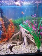 Mooie black molly en algeneters, Dieren en Toebehoren, Vis