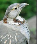 Gezocht Himalaya koningshoen (Tetraogallus himalayensis), Dieren en Toebehoren, Vogels | Overige Vogels, Meerdere dieren, Tropenvogel