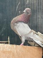 Kroper duivin ruilen of kopen, Dieren en Toebehoren, Vogels | Duiven, Vrouwelijk
