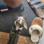 Kitten te koop. 23weken  oud. Kater en een poes., Dieren en Toebehoren, Katten en Kittens | Raskatten | Korthaar, Poes, 0 tot 2 jaar