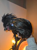 Haan (zijdehoen vs baardkuifhoen), Mannelijk, Kip