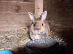 Konijn, Dieren en Toebehoren, Konijnen, Vrouwelijk