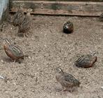 Harlekijn kwartels, Dieren en Toebehoren, Vogels | Overige Vogels