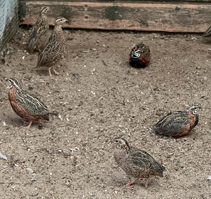 Harlekijn kwartels, Dieren en Toebehoren, Vogels | Overige Vogels