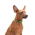 WAUDOG Advacado Nylon Halsband S Nekomtrek 24-40 cm -35%!!!, Ophalen of Verzenden, Nieuw