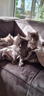 Maine coon kittens blue smoke  /blue tabby blotched, Dieren en Toebehoren, Katten en Kittens | Raskatten | Langhaar, Meerdere dieren