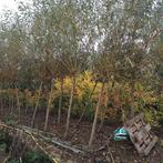 Grote knot wilgen, Tuin en Terras, Planten | Bomen, Ophalen of Verzenden, Volle zon, Overige soorten