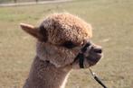 alpaca merrie, Dieren en Toebehoren, Overige Dieren, Vrouwelijk, Voor 1 juli 2024