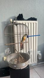 Pyrrhura te koop halftam, Ophalen of Verzenden, Zo goed als nieuw, Kunststof, Vogelkooi