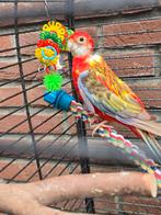 Rosella, Dieren en Toebehoren, Vogels | Parkieten en Papegaaien, Mannelijk, Parkiet