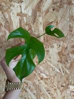 Gewortelde Monstera Minima stekje, Ophalen of Verzenden, Overige soorten, Halfschaduw, Minder dan 100 cm