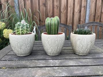 3 Cactussen in Pot - Kamerplanten beschikbaar voor biedingen