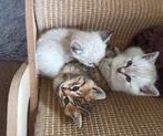 Mooie Bengaal kittens ook sneeuw Bengaal met Blauwe ogen, Dieren en Toebehoren, Meerdere dieren