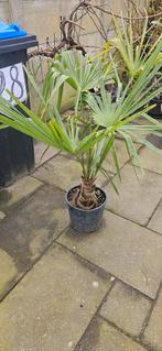 Windmill  Palm(Trachycarpus fortunei)., Ophalen of Verzenden, Overige soorten, Volle zon