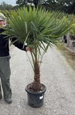 Trachycarpus Fortunei - Winterharde Palmboom, Tuin en Terras, Volle zon, Vaste plant, Bloeit niet, Ophalen