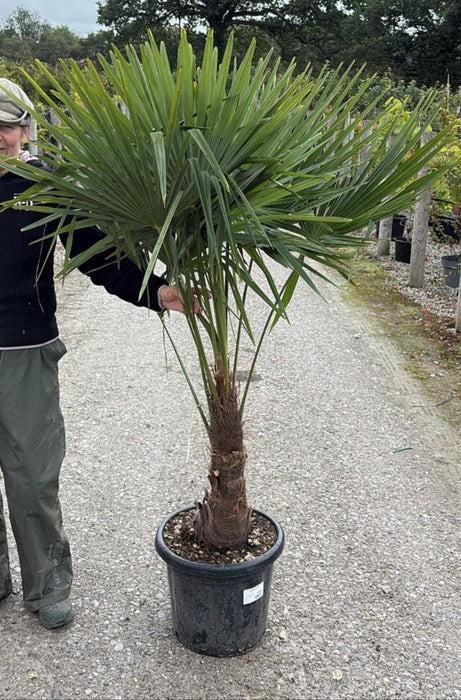 Trachycarpus Fortunei - Winterharde Palmboom, Tuin en Terras, Planten | Tuinplanten, Vaste plant, Overige soorten, Volle zon, Bloeit niet