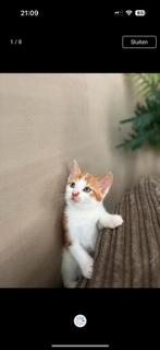 kat, Dieren en Toebehoren, Katten en Kittens | Raskatten | Langhaar