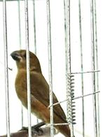 Paapje pop, Dieren en Toebehoren, Vogels | Overige Vogels, Vrouwelijk, Tropenvogel