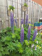 Zaden van LUPINES, Ophalen, Voorjaar, Volle zon, Zaad