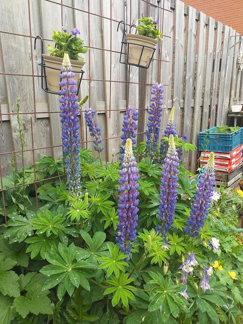 Zaden van LUPINES, Tuin en Terras, Bloembollen en Zaden, Zaad, Voorjaar, Volle zon, Ophalen
