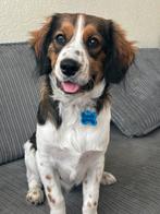 Buddy friestabij/kooiker 5 maand, Dieren en Toebehoren, Honden | Niet-rashonden, 15 weken tot 1 jaar, Reu, CDV (hondenziekte)