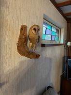 Opgezette uil op houten tak, Huis en Inrichting, Ophalen, Oorspronkelijke maker, Overige typen, Zo goed als nieuw