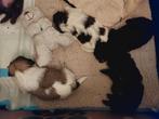 Schitterende raszuivere shih tzu pups, Dieren en Toebehoren, Honden | Chihuahua's en Gezelschapshonden, Parvo, 8 tot 15 weken