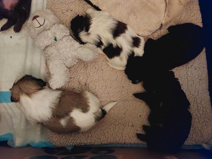 Schitterende raszuivere shih tzu pups, Dieren en Toebehoren, Honden | Chihuahua's en Gezelschapshonden, Reu, Overige rassen, Particulier