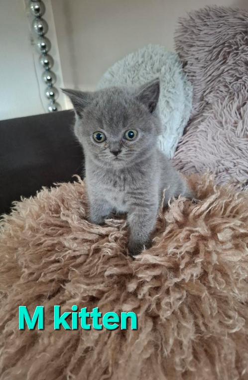 PER 1 JULI WEG 2 MANNETJES EN 3 VROUWTJES KORTHARIGE KITTEN, Dieren en Toebehoren, Katten en Kittens | Raskatten | Korthaar, Meerdere dieren