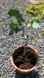 Taunton Deane koolplant, Ophalen of Verzenden, Overige soorten, Struik, Minder dan 100 cm