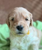 Goldendoodle/Labradoodle ook double doodle genoemd, Parvo, Nederland, Overige rassen, 8 tot 15 weken