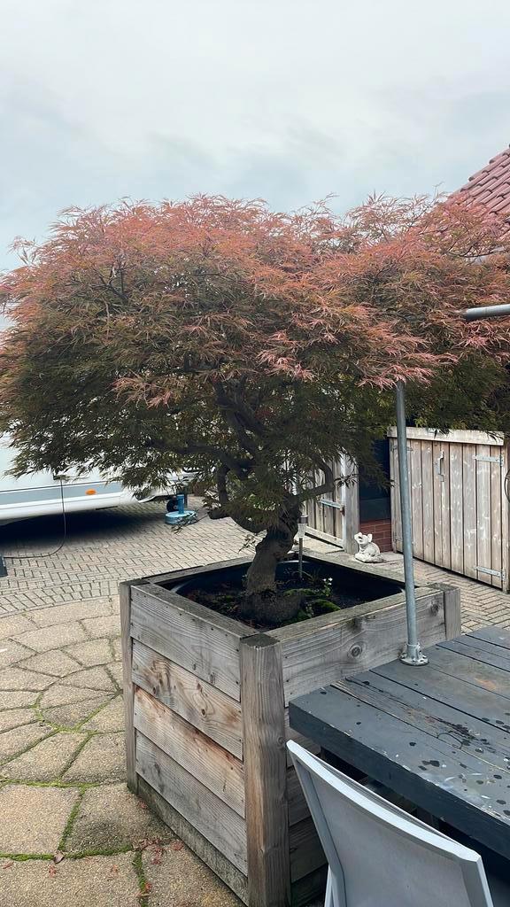 Fijn bladerige japanse esdoorn in grote pot, Tuin en Terras, Planten | Bomen, Overige soorten, 100 tot 250 cm, Halfschaduw, Bloeit niet
