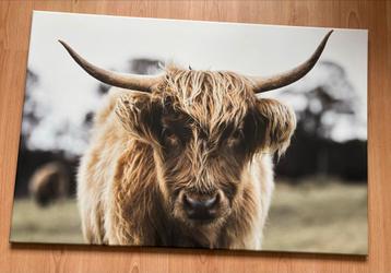 Schilderij Canvas - Schotse Hooglander beschikbaar voor biedingen