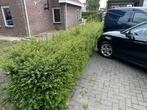 Buxus haag, Ophalen, Buxus, Haag, Minder dan 100 cm