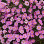 Herfstaster Dumosus Peter Harrison, Volle zon, Vaste plant, Herfst, Ophalen